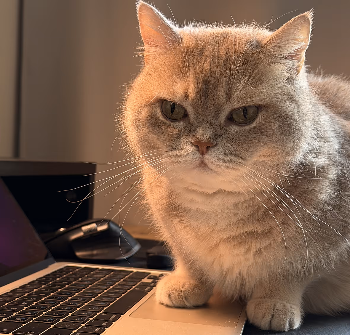 Cute cat from Lap Zero studio